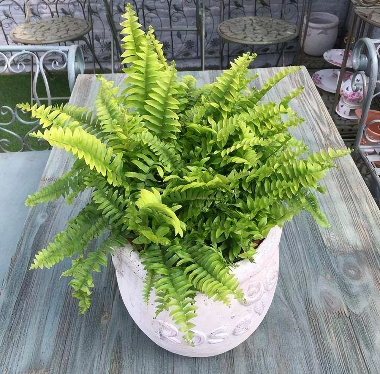 卫生间除异味最好的花,能养在卫生间去异味的花