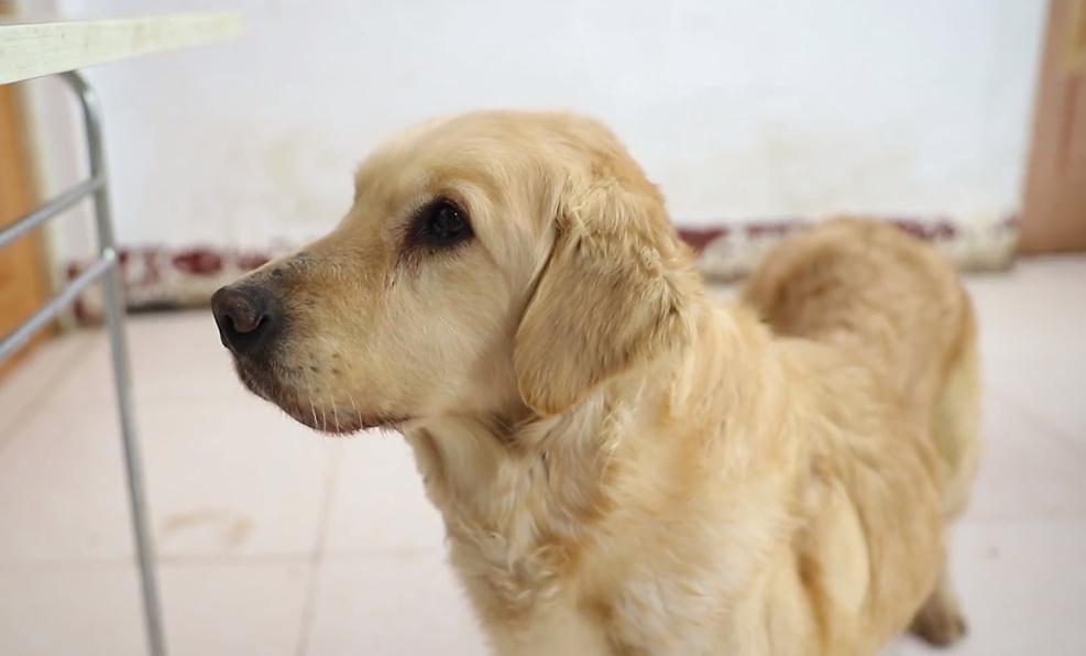 一只怀孕金毛被买狗肉店,得腹水的狗被卖狗肉得救后续