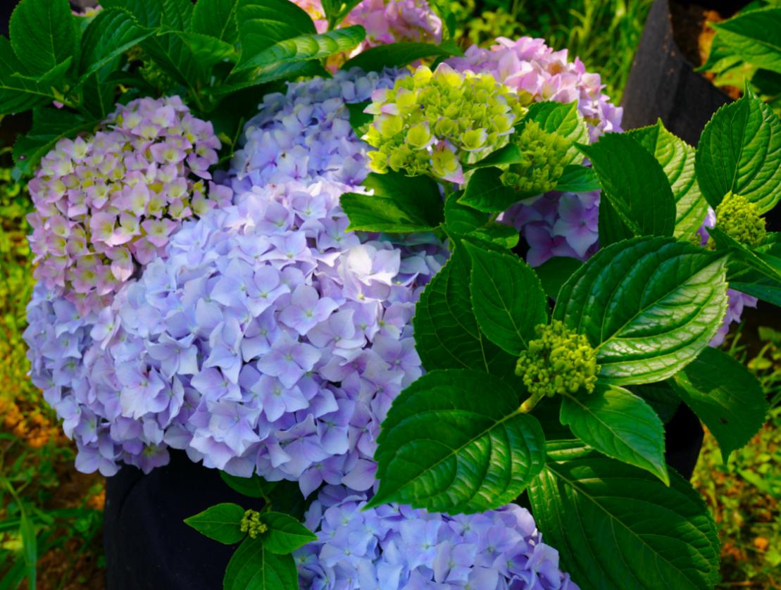 楚·绣园：花艺业态亟需整合创新，“花店+”闭环服务破解难题