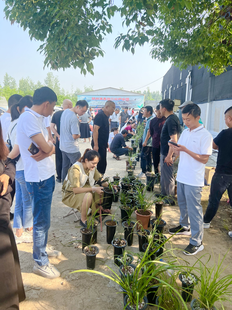 兰花交易,兰花交易市场视频大全