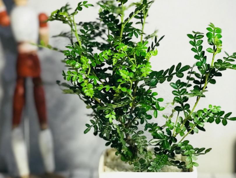 室内小盆栽适合种什么除甲醛招财,室内盆栽花卉除甲醛