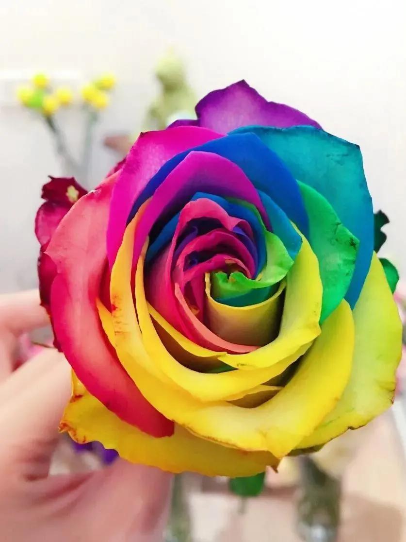 这才是最美的玫瑰花图片,最好看的紫色玫瑰花图片