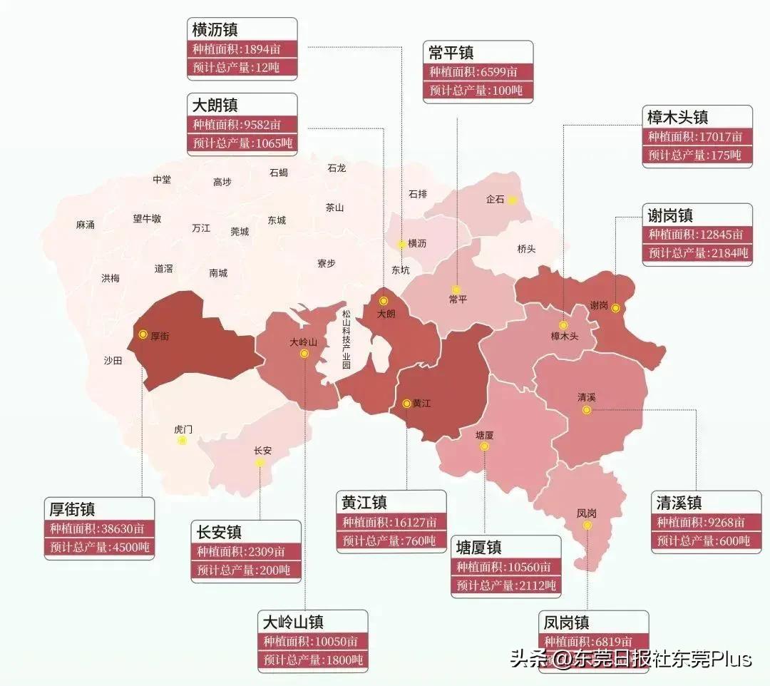 2021年广东荔枝采购导图,2020广东荔枝采购导图