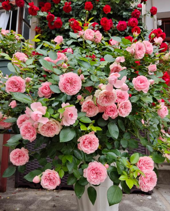 月季打药枯萎怎么办,月季出现了肥害怎么办