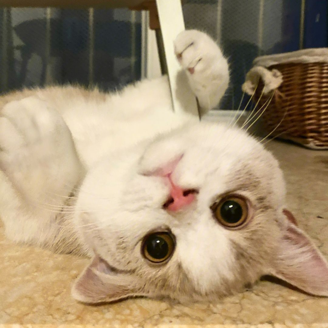 养猫一年后发现了13个神奇现象,养猫久了人会得什么病