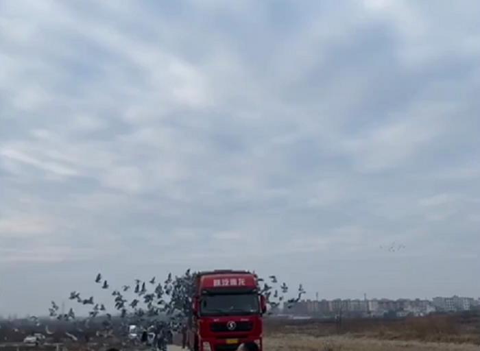 国际信鸽大赛,国际鸽赛