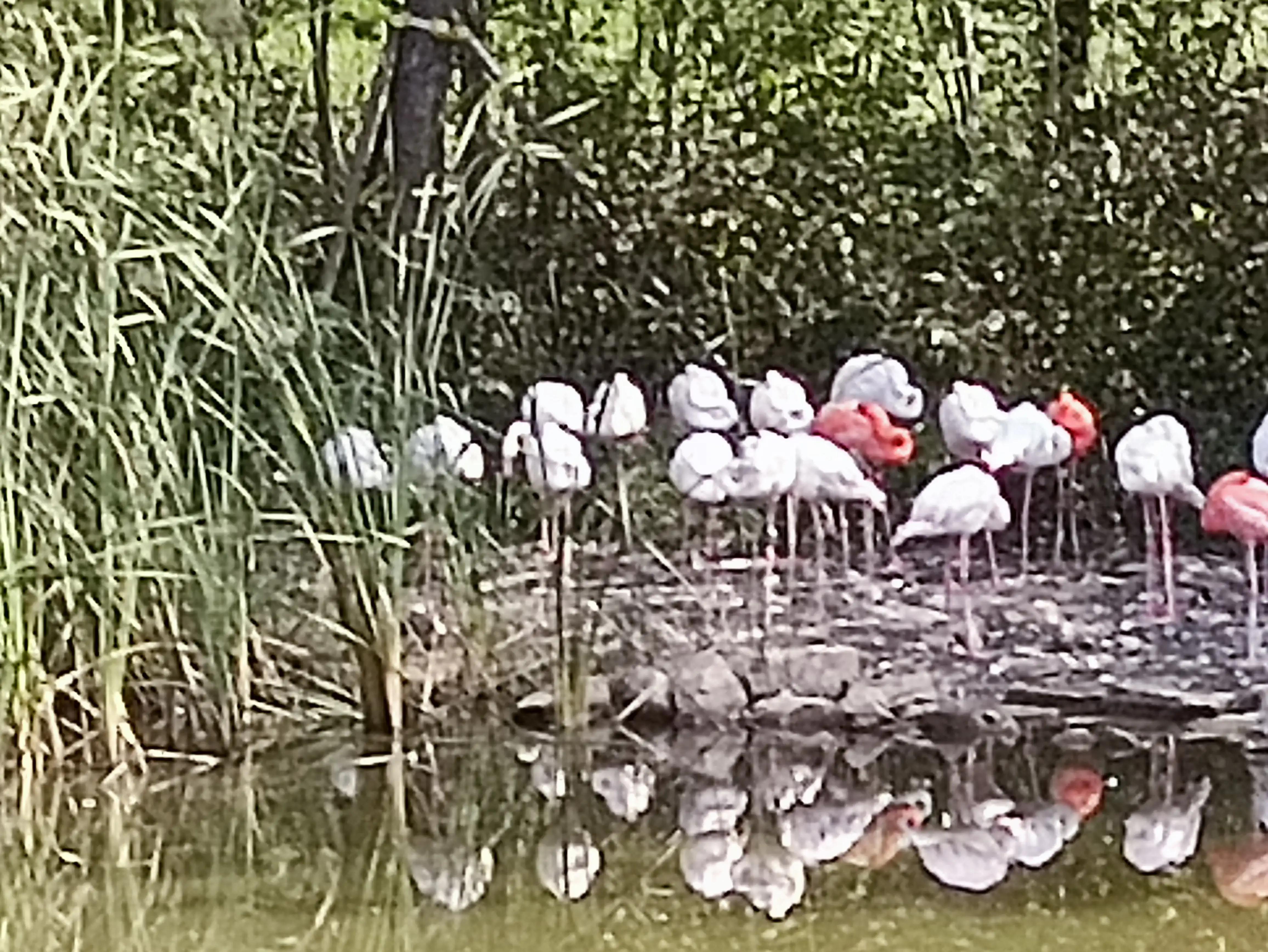 北京动物园和北京野生动物园区别,北京野生动物园狗妈妈和老虎狮子