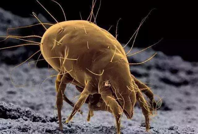 除螨你得有正确的方法,除螨小科普