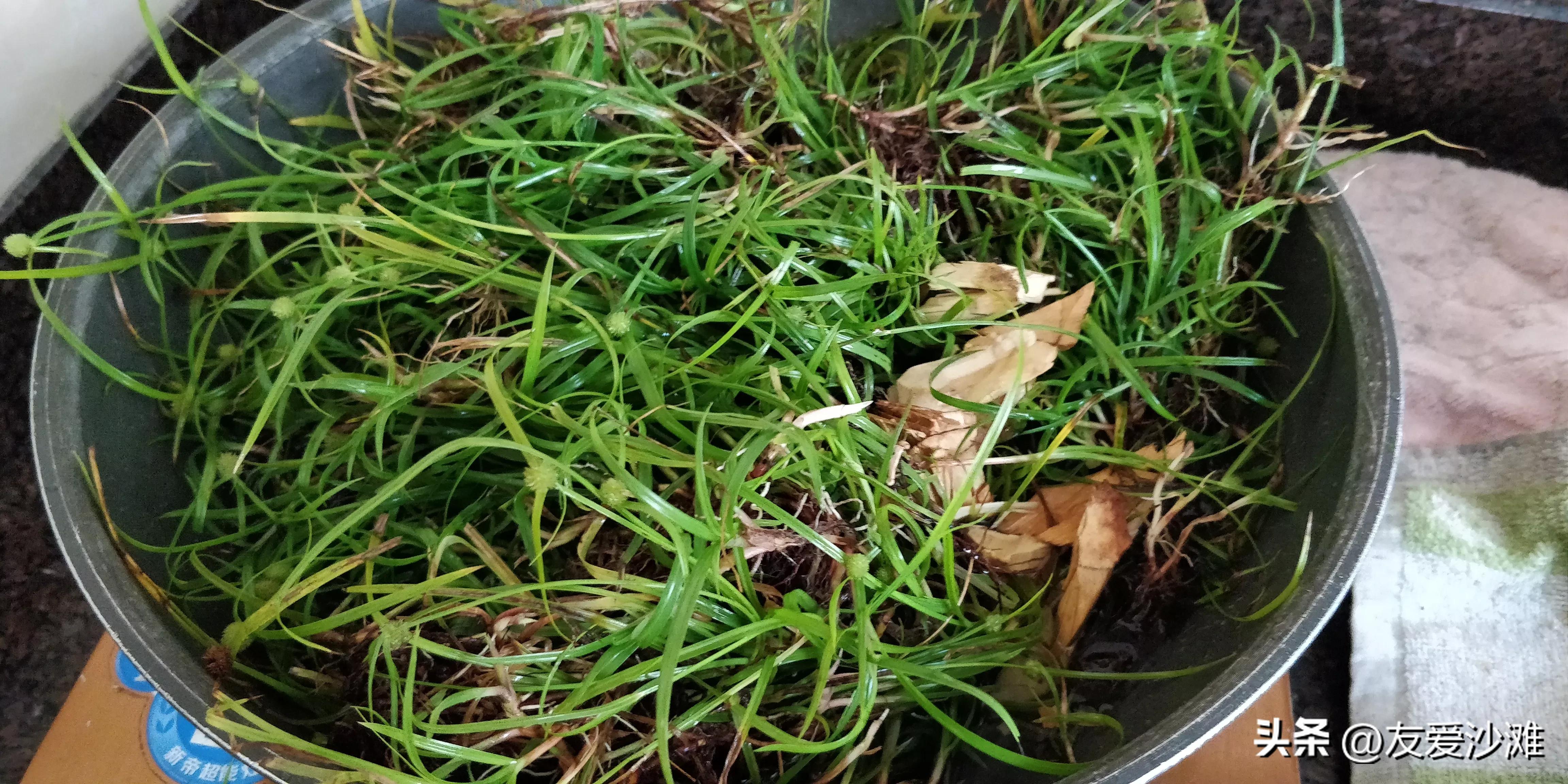 【原创】一帖神奇的草药治愈了我的阑尾炎