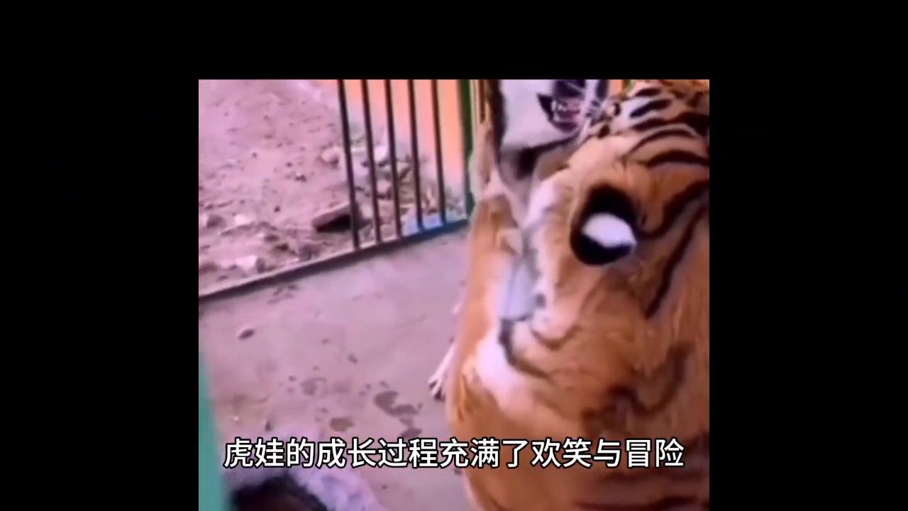 民间故事虎人传,民间故事虎妖视频