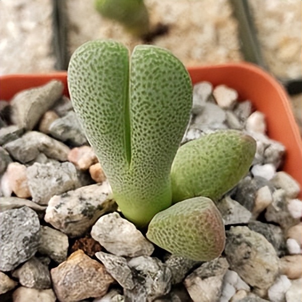 102个大类近500个多肉植物图片，都极其美丽，建议在家中也养一盆