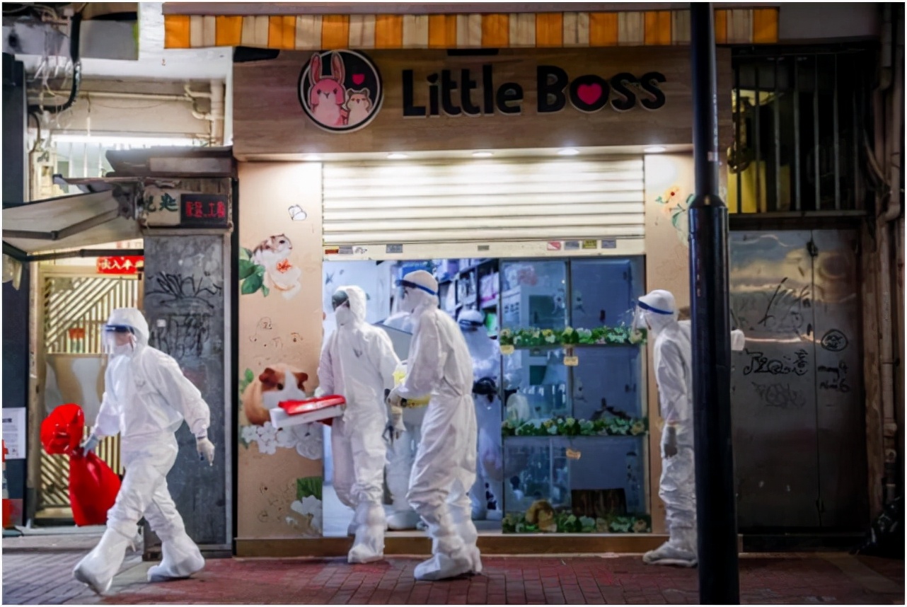 香港毁灭千多仓鼠！抗疫不力宠物也遭殃，小朋友的世界愁云惨雾