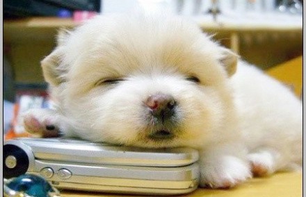 狗狗到底能不能吃饭菜,狗狗到底能不能吃肉