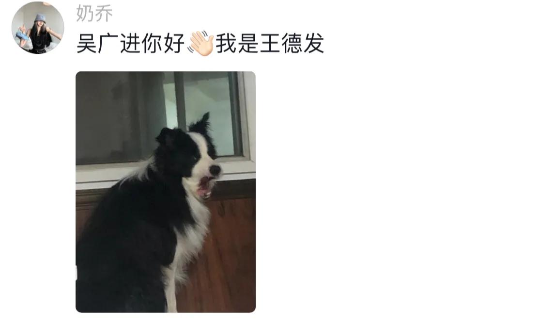 宠物取什么名字好听,取一个宠物名字