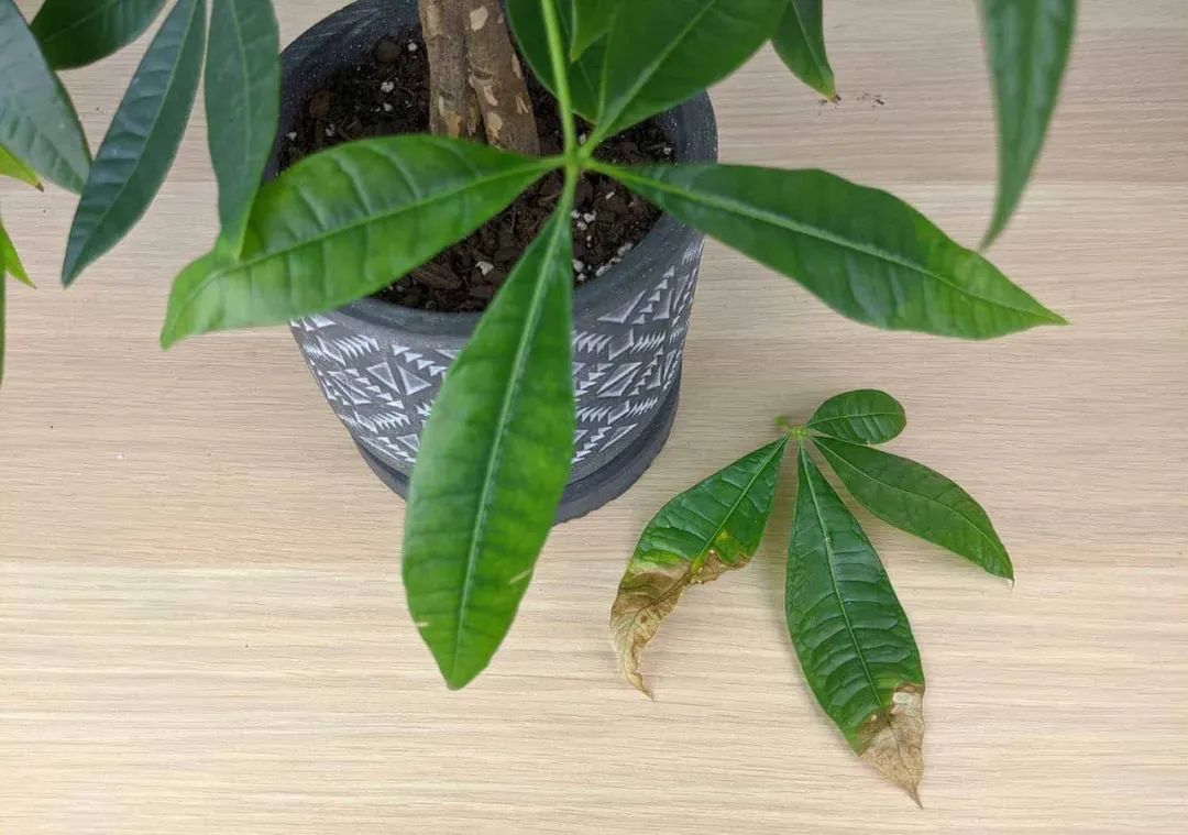 水多的植物如何挽救？植物烂根的迹象，如何拯救烂根植物？