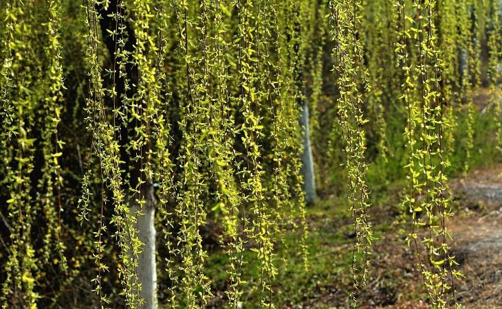 折柳寄情来自哪首古诗词,折柳寄深情