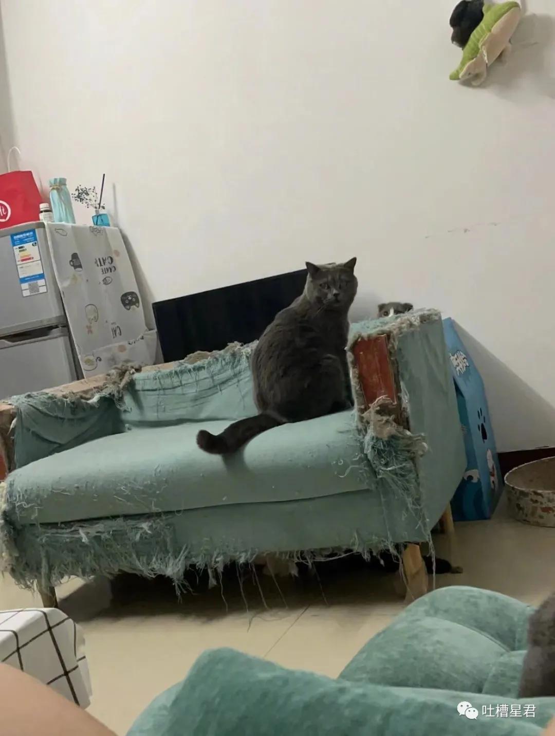 41万卡地亚后续,四十万买卡地亚被看不起