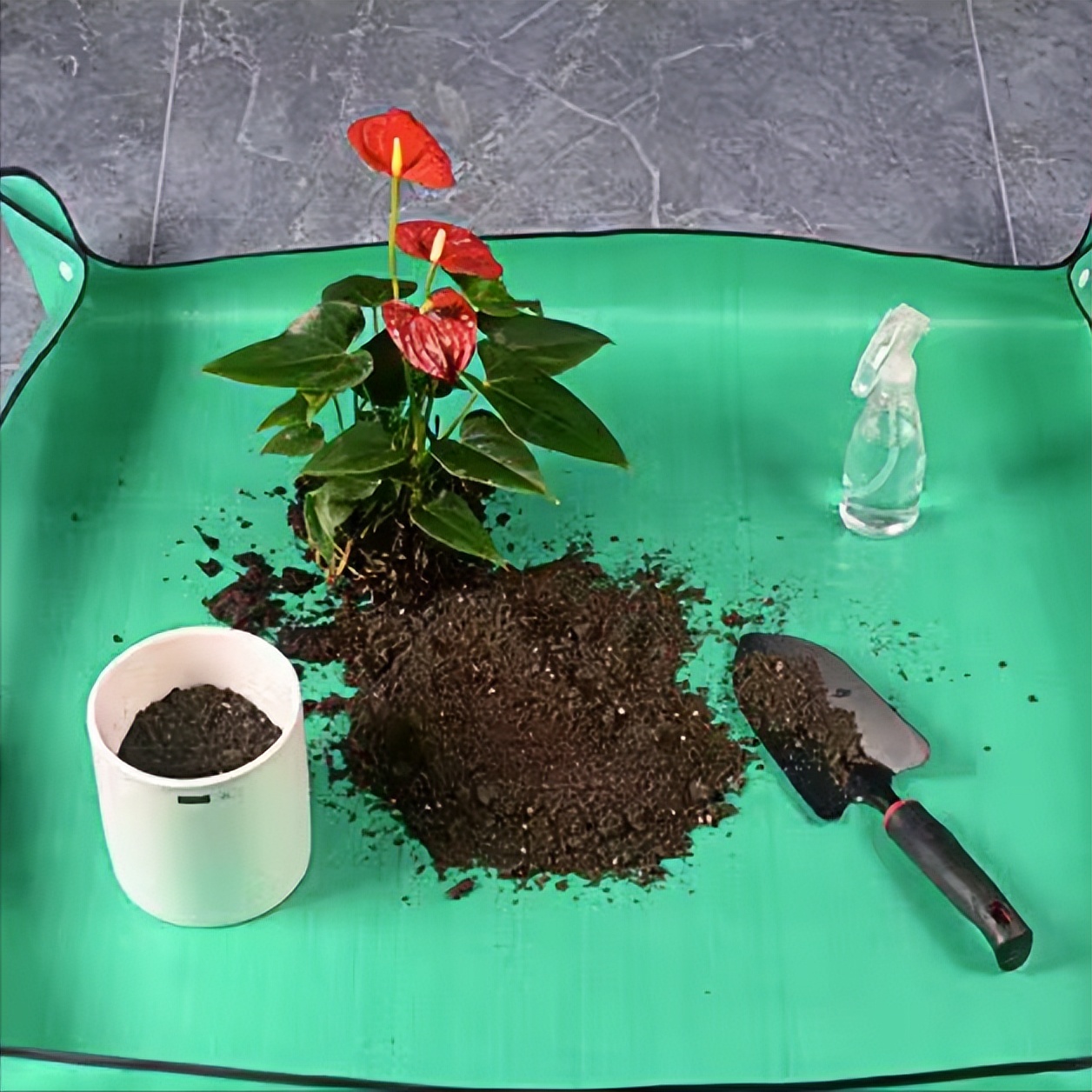 花卉养花知识入门,花卉种植技术大全家庭养花