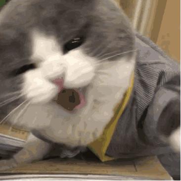 猫得了猫癣还会再得猫癣吗,猫癣是怎么形成的猫癣有什么症状