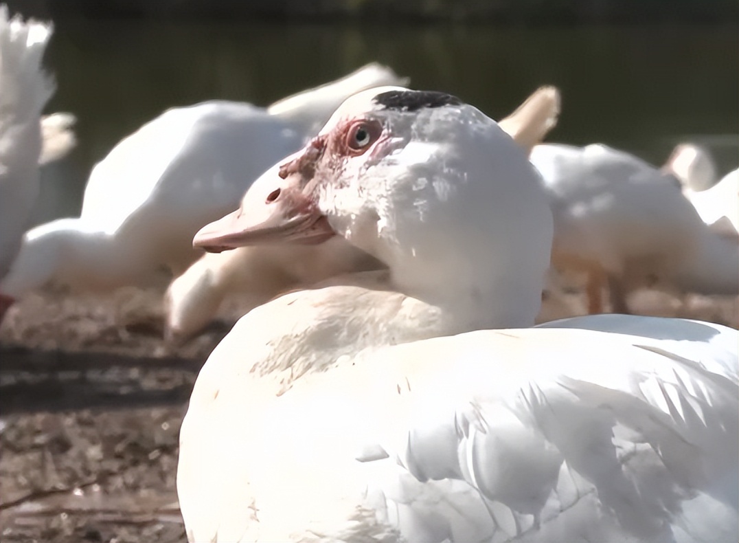 返乡创业养鱼一年要卖五十万,男子回乡养鱼创业年销售额上千万