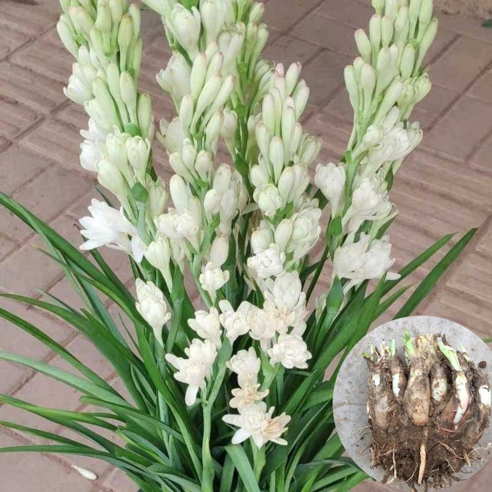 种球一年四季开花品种有哪些,硬根花卉种球大全图解