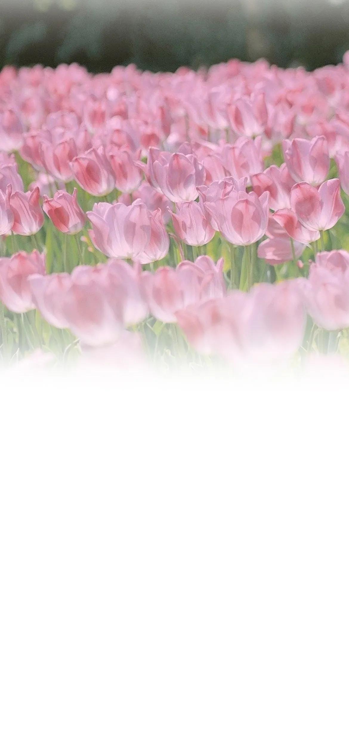 渐变聊天背景图片,纯绿色渐变聊天背景图片