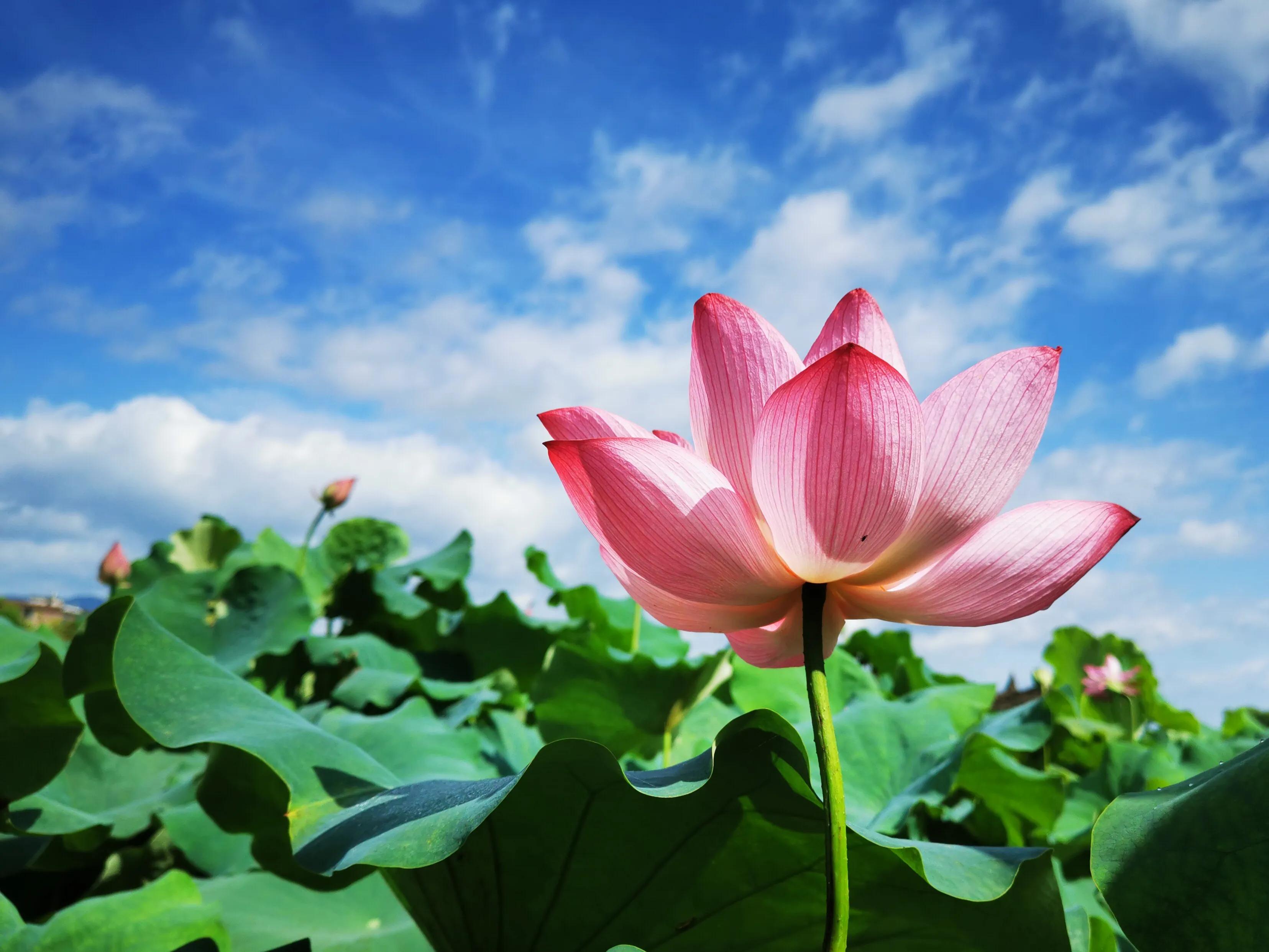 鎵嬫媿涓栫晫鎽勫奖浜ゆ祦骞冲彴,鎵嬫媿涓栫晫鎵嬫満鎽勫奖骞冲彴