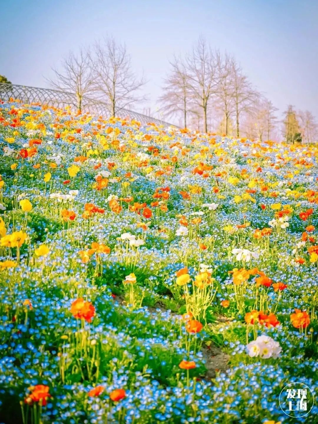 实用全上海532家公园攻略速速收藏,上海攻略必去的公园