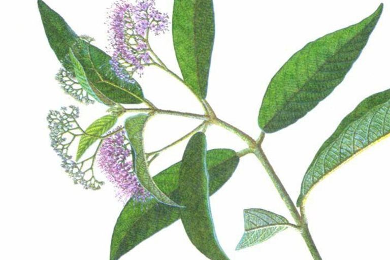 裸花紫珠与盆栽紫珠区别,紫珠的繁殖方法