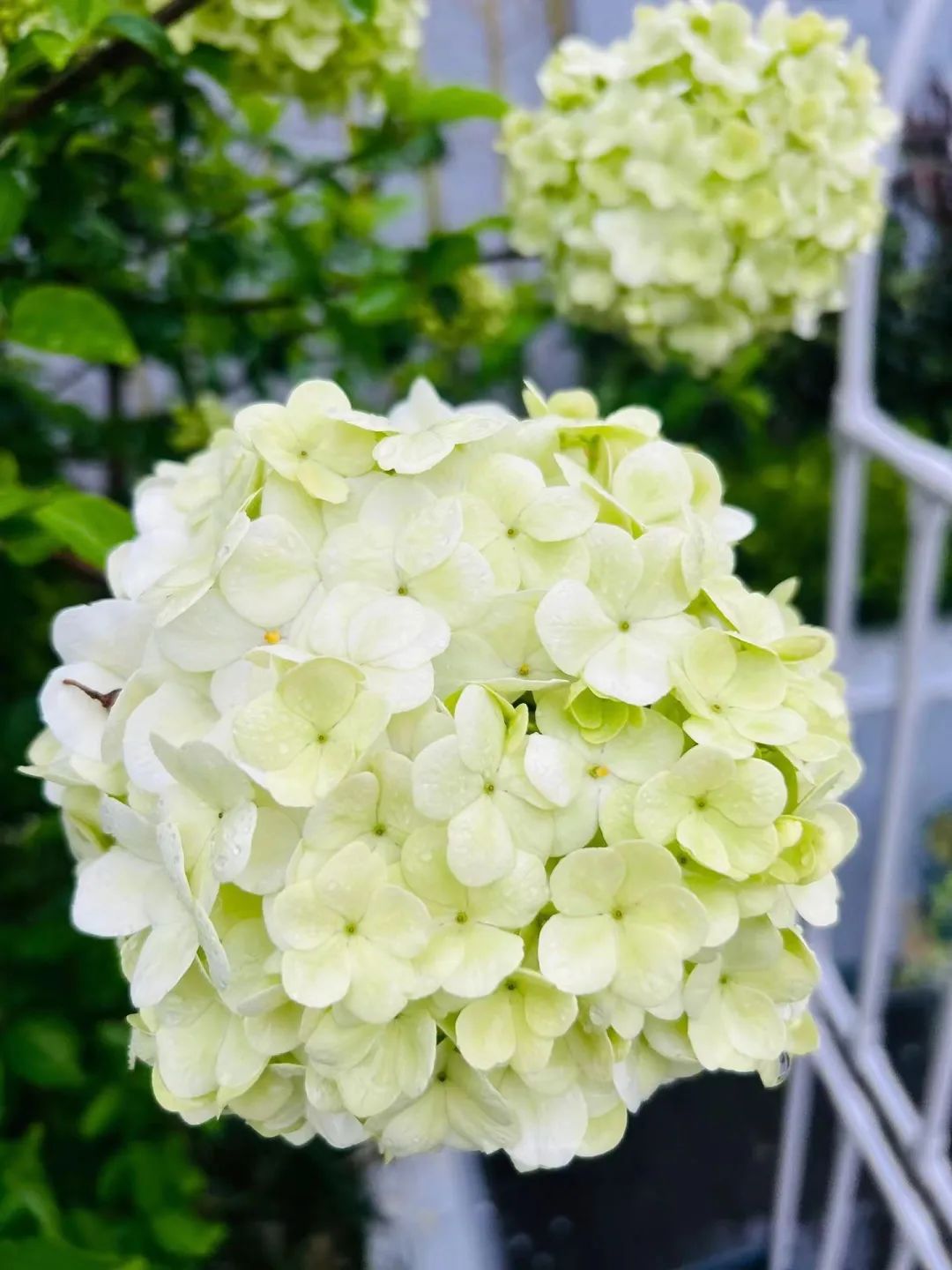 老人们家门口人越多越好是真的吗,门前有三种树家兴人又旺