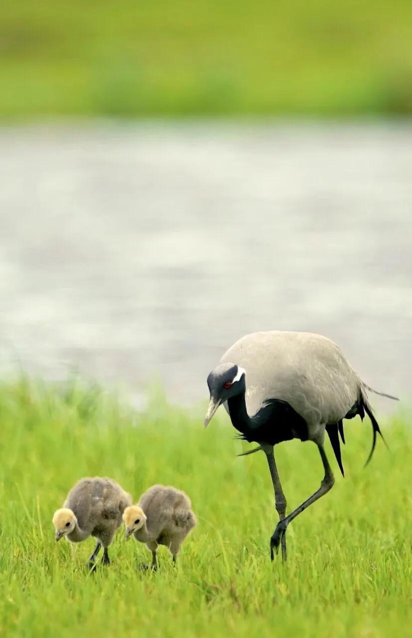 好看的山水花鸟大全,中国风山水花鸟图片
