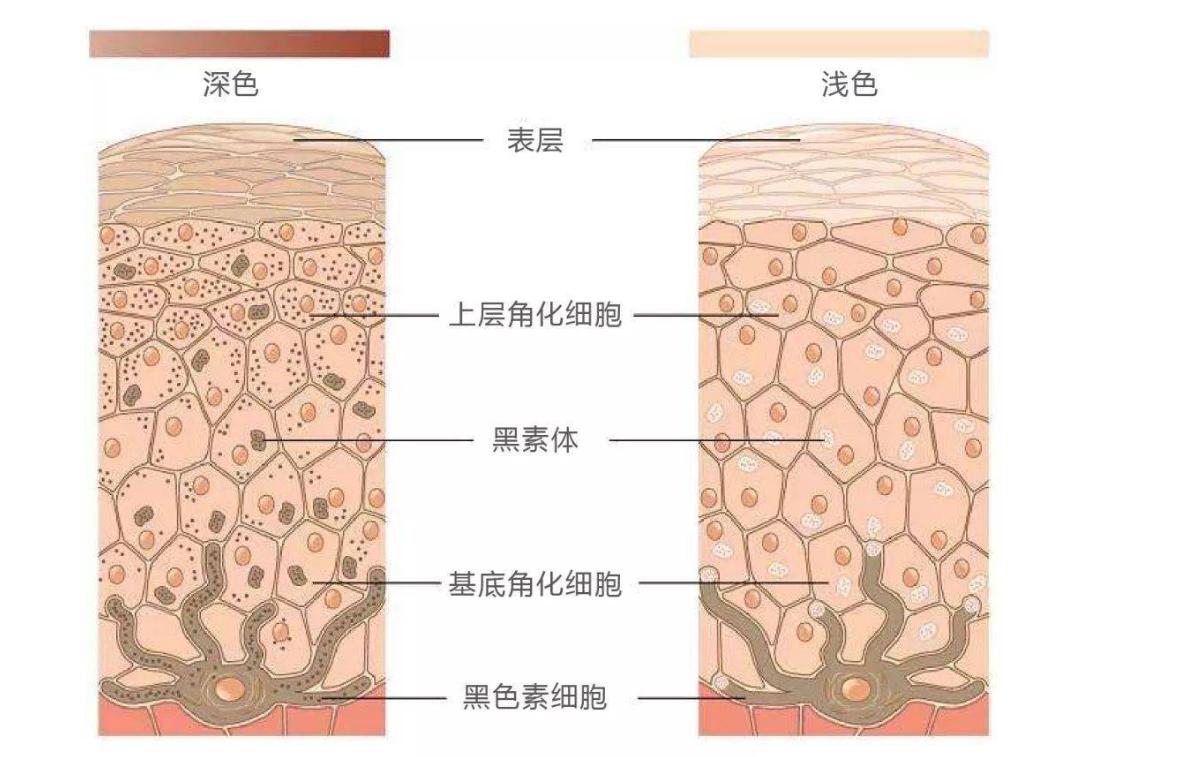 指甲上有五种疾病征兆,小指甲竖纹是身上哪个部位有疾病