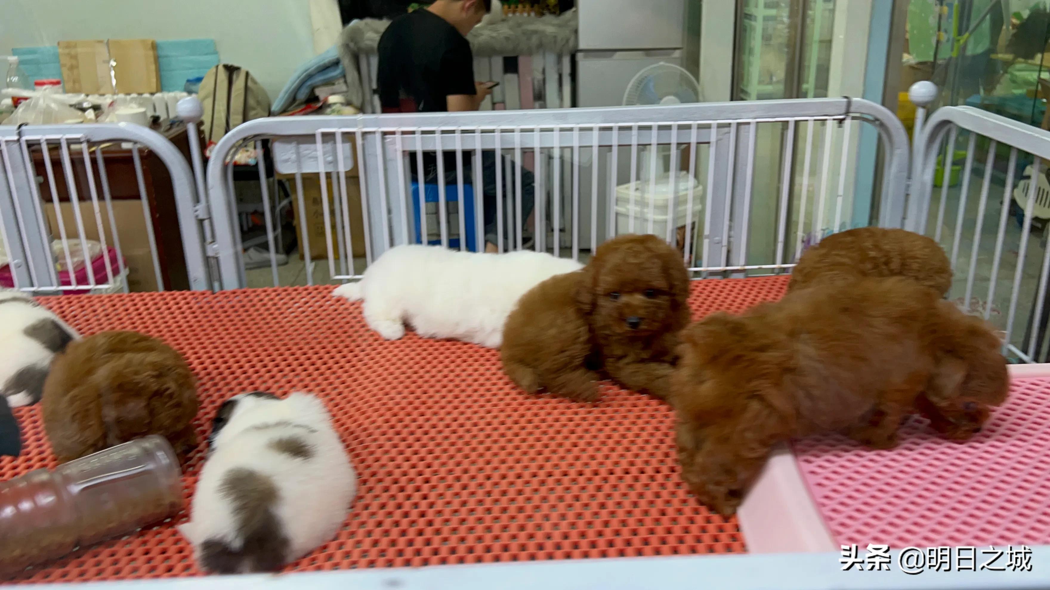 宠物猪长成300斤肥猪,两只宠物小乳猪