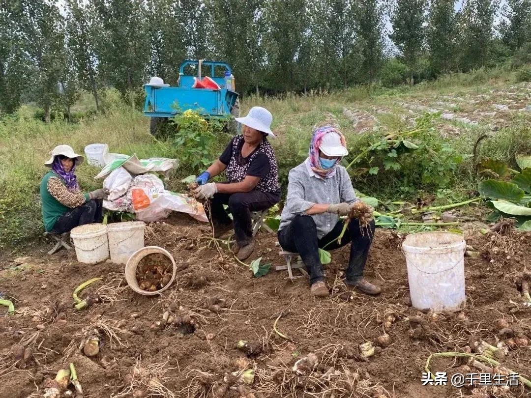 云南高山新鲜奶油芋头,云南奶油芋头做法大全
