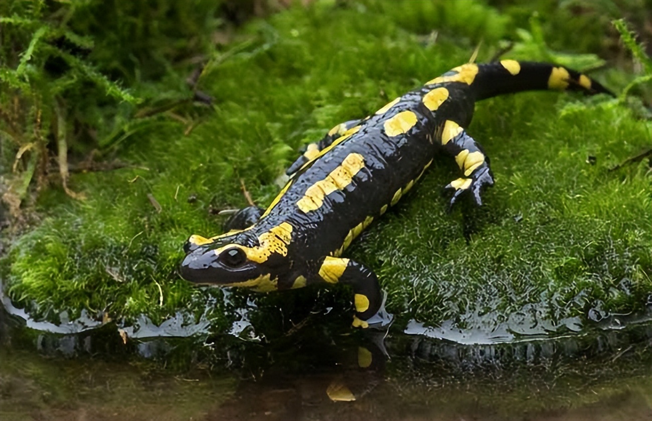 人类有能力复活恐龙吗,人类拥有自愈能力吗