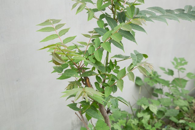 坟不种三屋不种四,坟不种二宅不栽三是什么意思