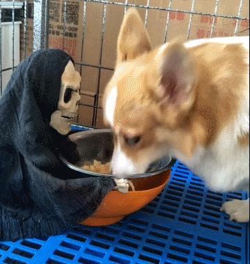 宠物店卖不了的狗去哪了,宠物店卖狗归哪个部门处理