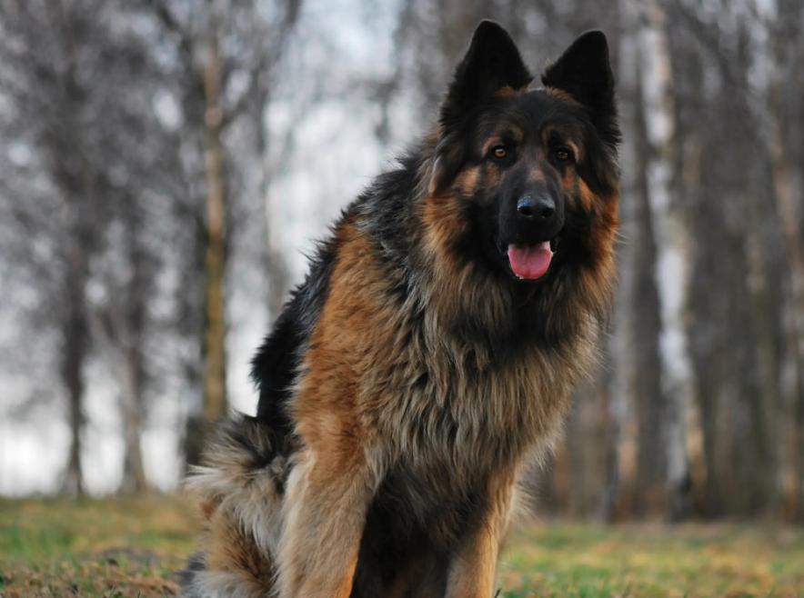 告诉狗狗秘密,告诉你一个秘密养猫就要养暹罗猫