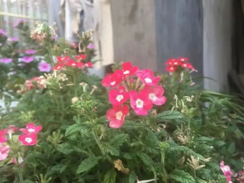 什么草花好看又好养还抗冻,好看又好养的草花名单