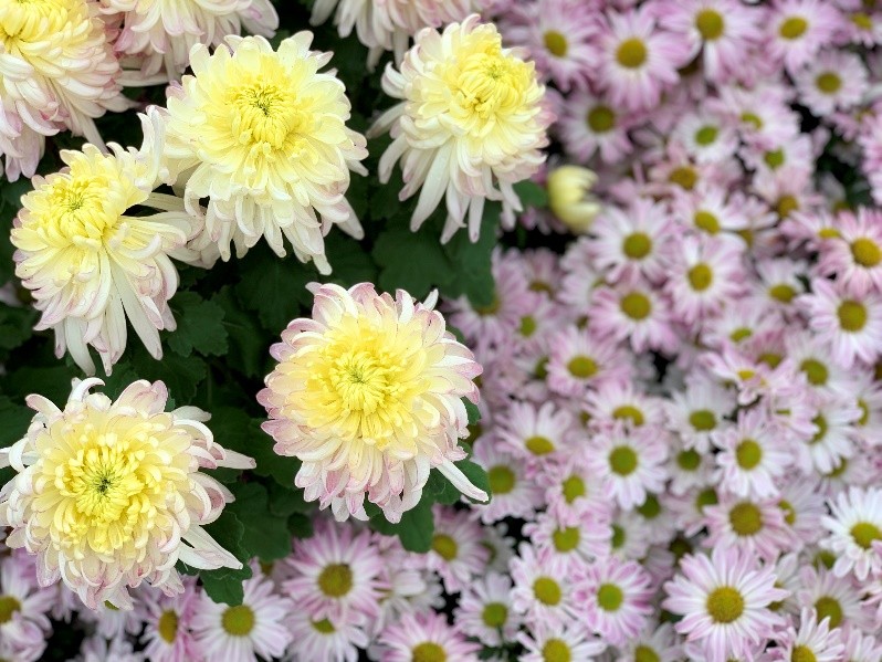 东湖公园赏菊花,深圳市东湖公园一年一季的菊花展