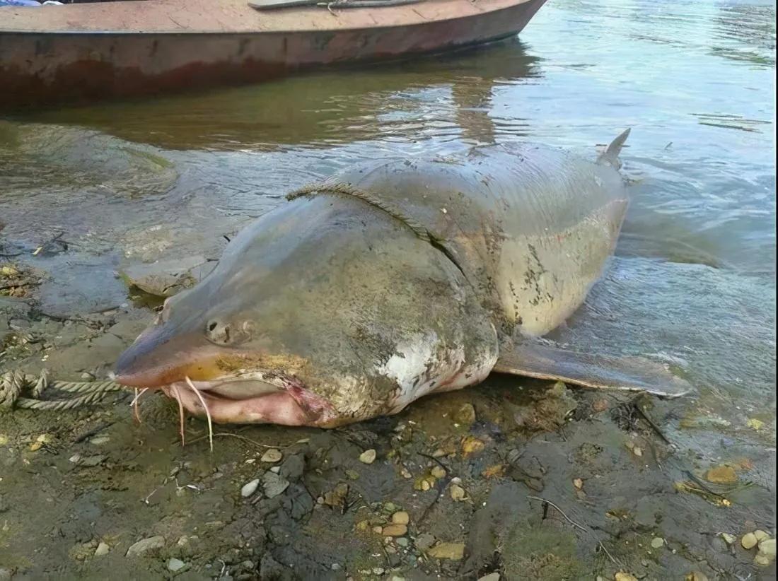 渔民误捕“海猪”果断放生,黑龙江渔民捕获300斤重大鱼放生