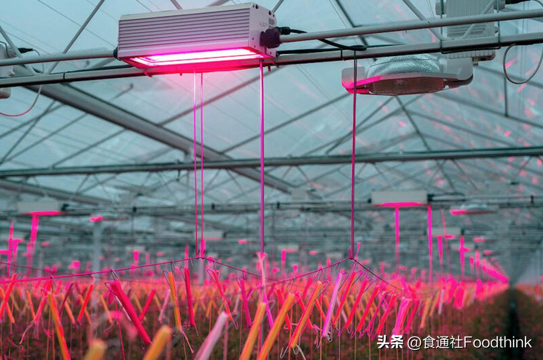 英国蔬菜水果短缺,英国遭遇果蔬短缺