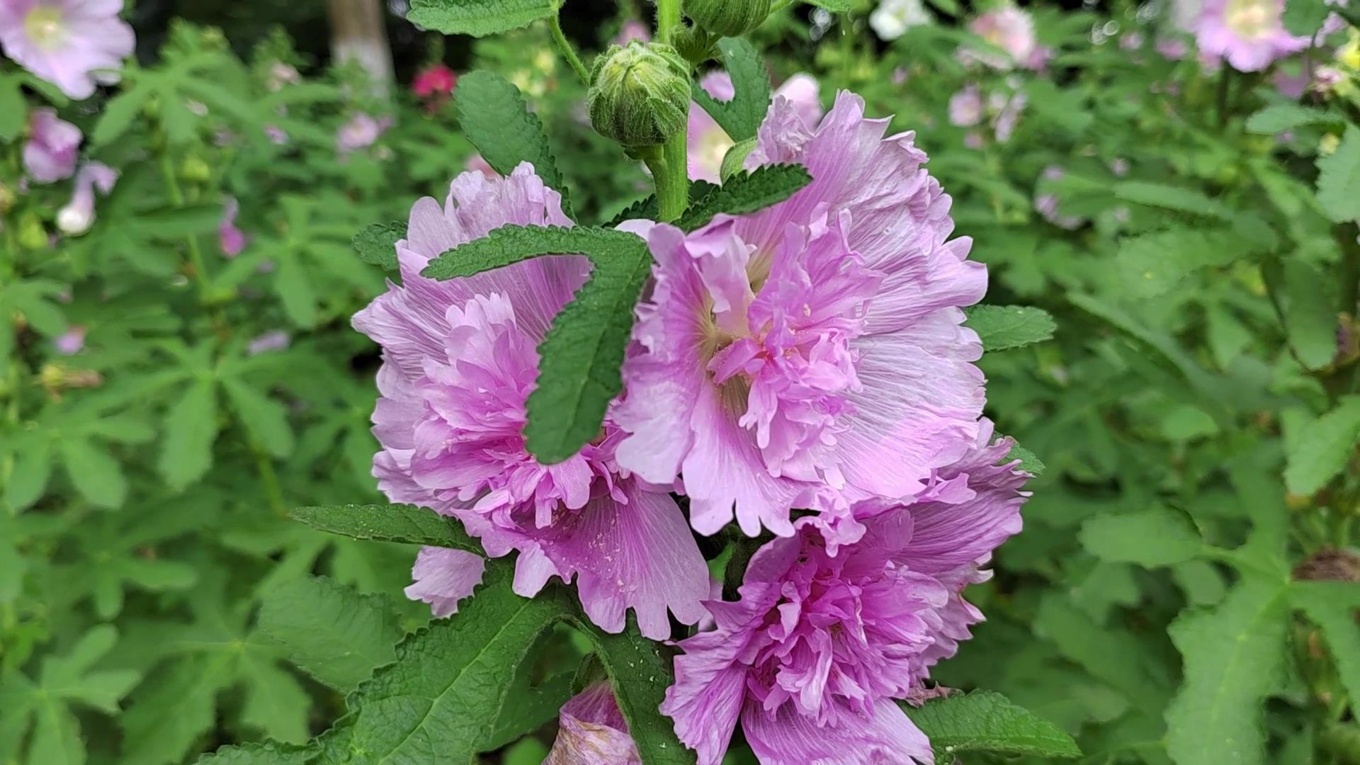 制作标本、植物拓染、望远镜观鸟2022成植生物多样性自然嘉年华