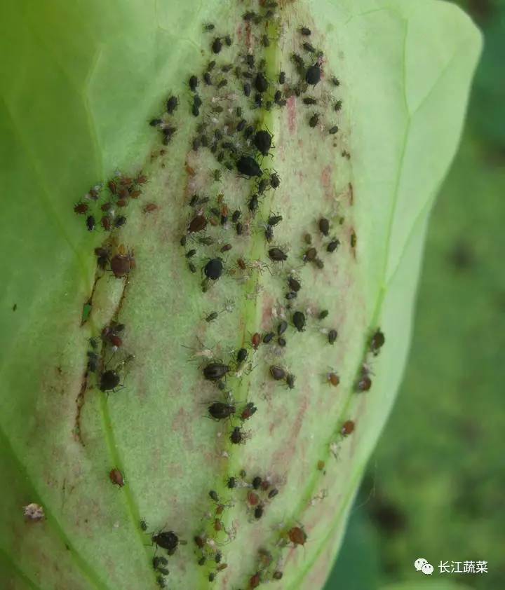 莲藕病害一览表,莲藕的营养价值及病虫害防治