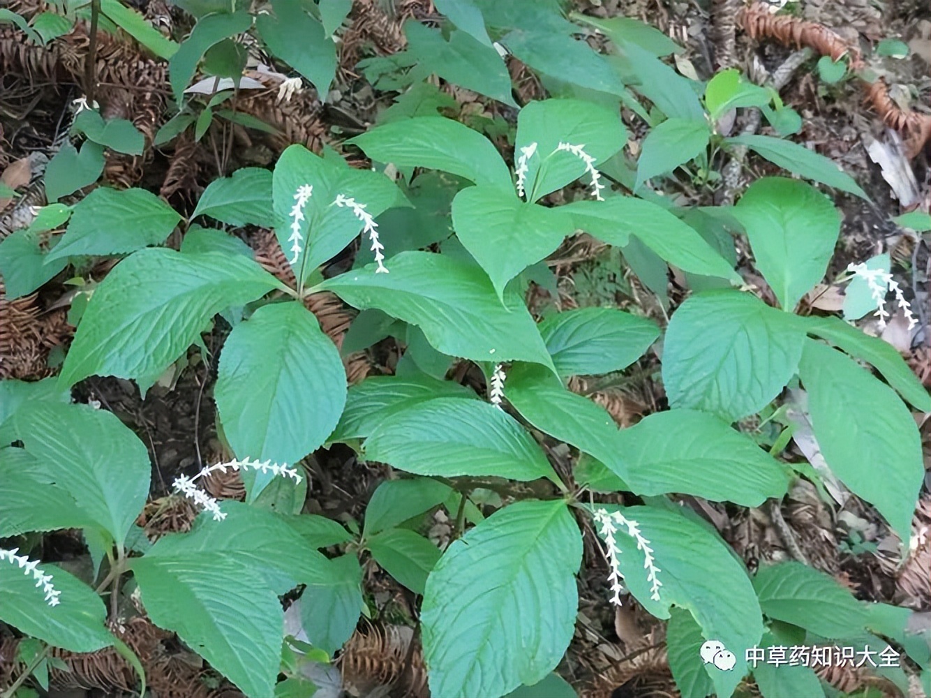 中药四块瓦的配方,中药四块瓦都有哪些用途