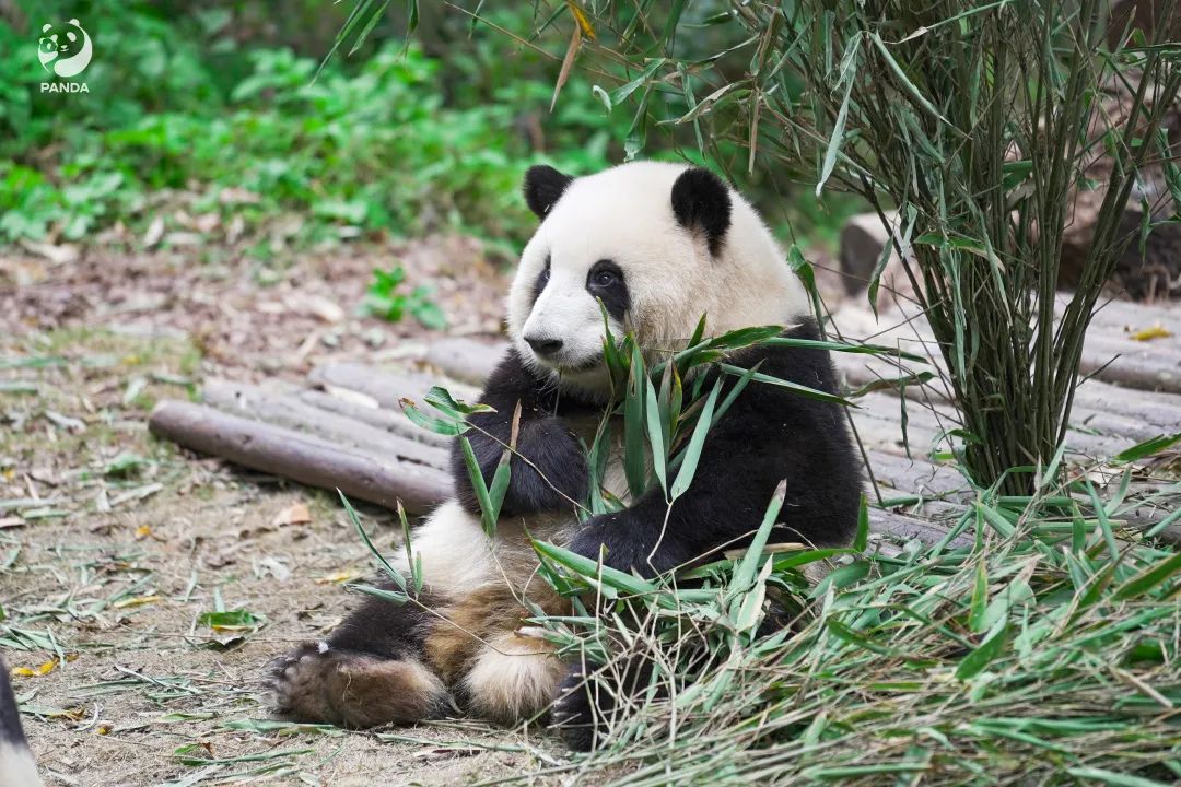 毕业旅行贵州景点攻略,成都毕业旅行的最佳去处最新报价