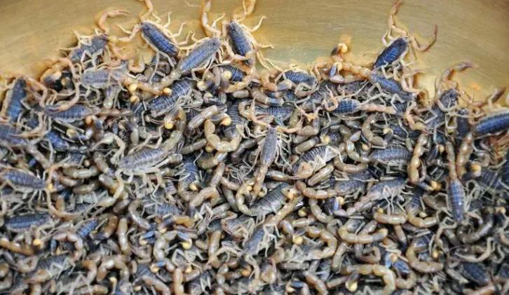 蝎子养殖的前期工作是什么,蝎子繁殖期怎么管理