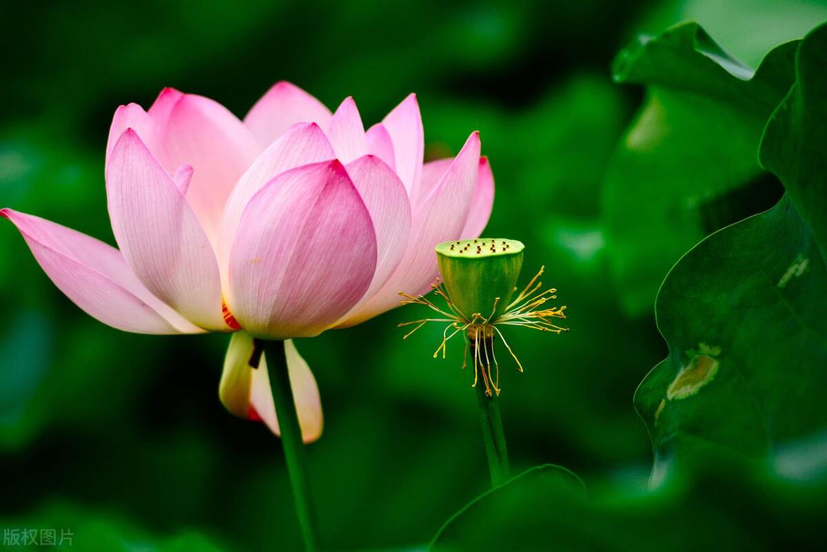 古诗词经典唯美名句关于荷花的,夏天赏荷花的唯美诗句大全