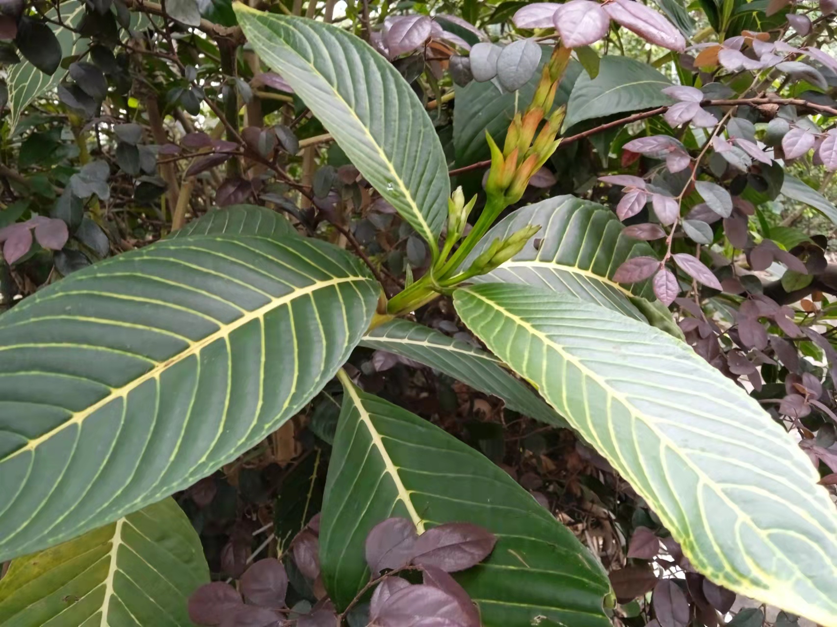 广州白云山春天的植物图片,广州白云山十大草本植物