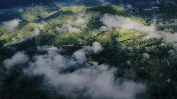 茶树为什么多生“南”而不生“北”？